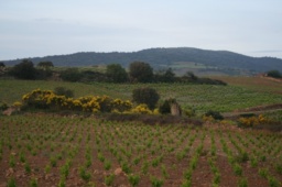 Arcadie, Domaine Arcadie, vinarcadie, vin Arcadie, vins Arcadie, vin d'Arcadie, vins d'Arcadie, vin Tautavel, vins Tautavel